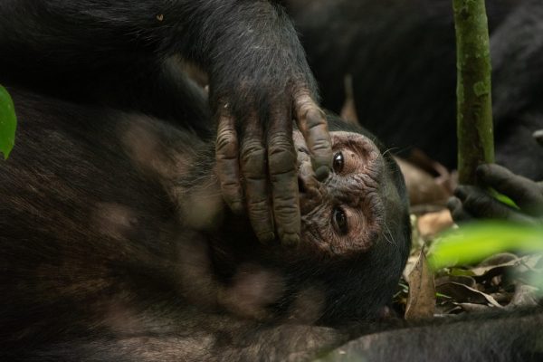 Chimpanzee Tracking Tours in Uganda