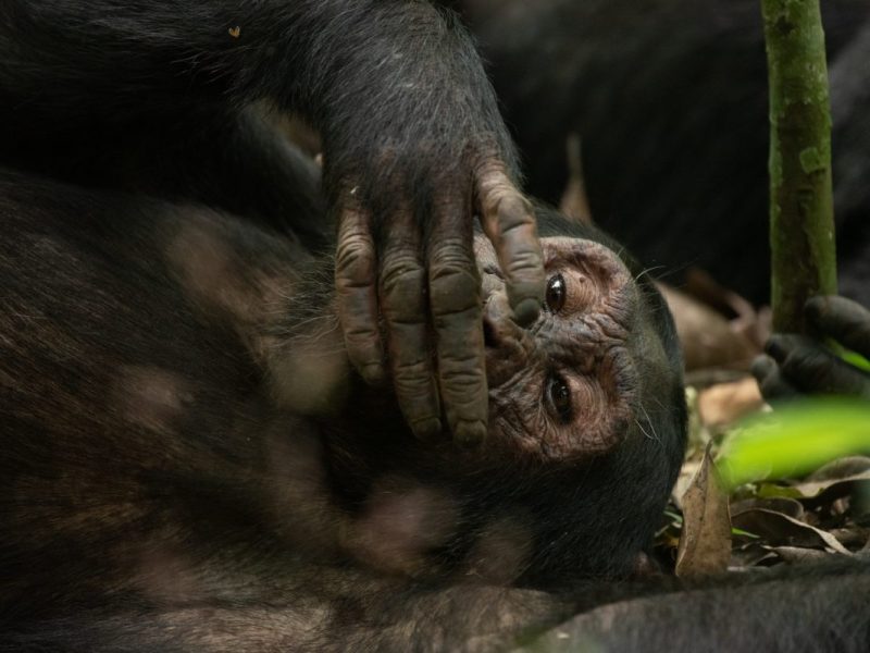 Chimpanzee Tracking Tours in Uganda