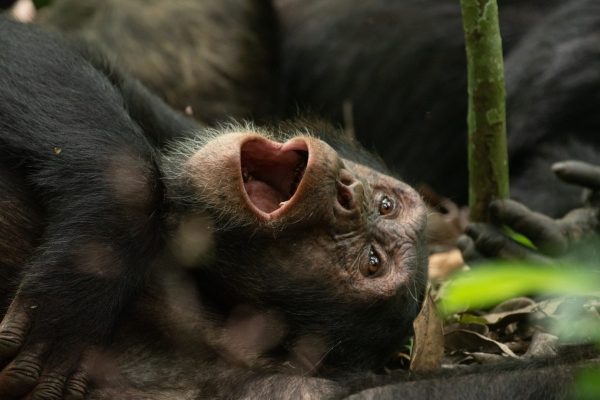 Uganda Safaris