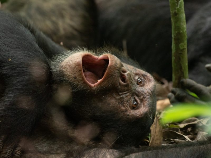 Uganda Safaris