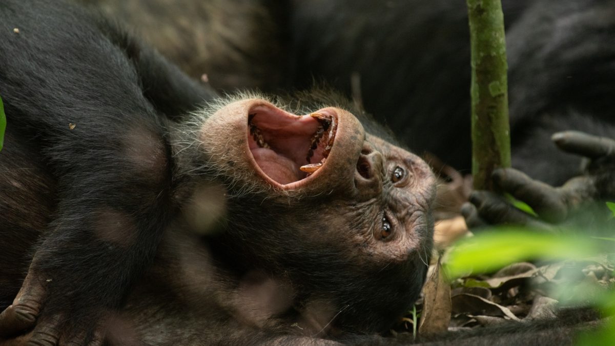 8-Day Rwanda Uganda Safari