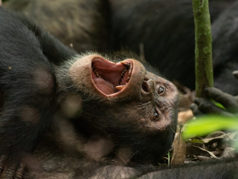 Uganda Chimpanzee Safari