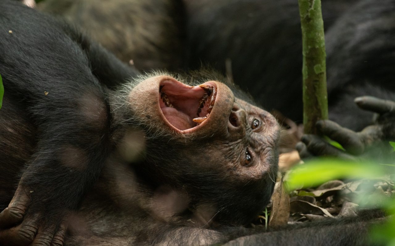 Budongo Forest Reserve