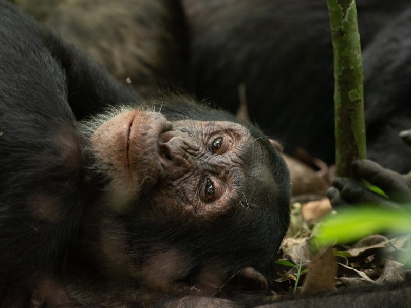 Chimpanzee Tracking Safaris in Uganda