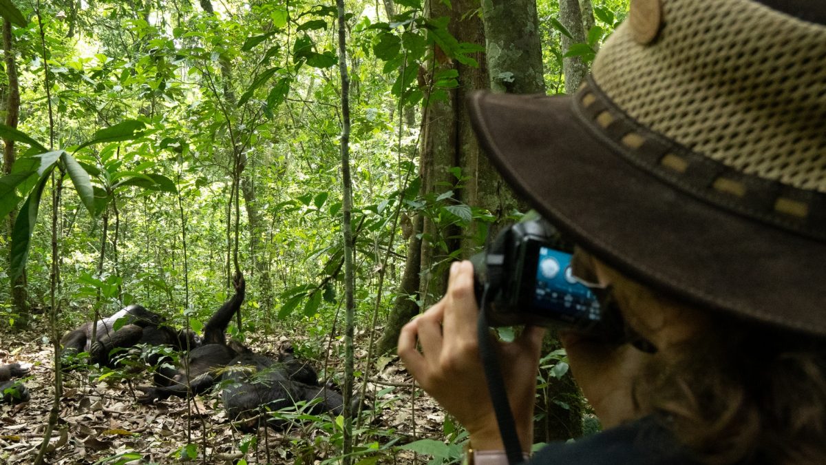 Africa Safaris