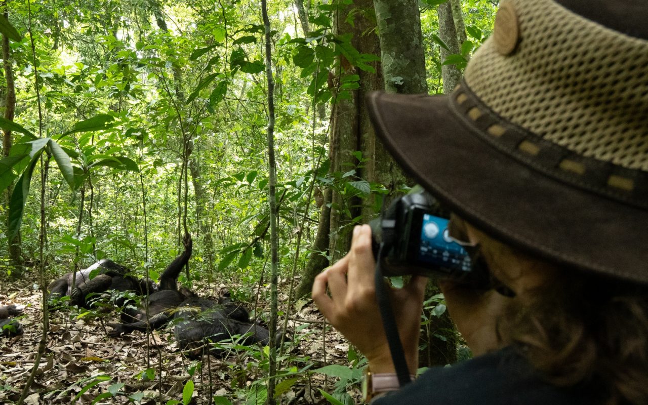 Chimpanzee Trekking in Tanzania