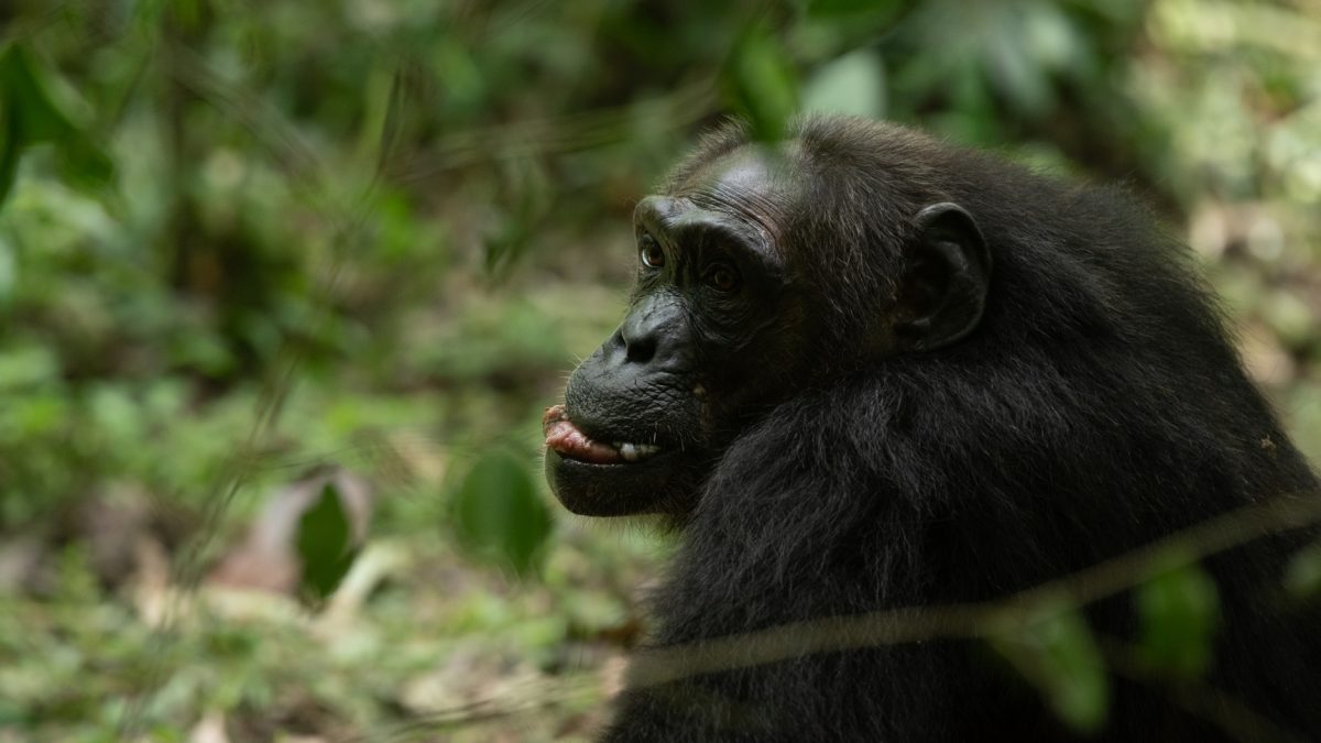 Long Uganda wildlife Safari
