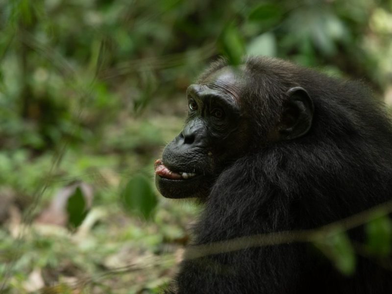 Long Uganda wildlife Safari