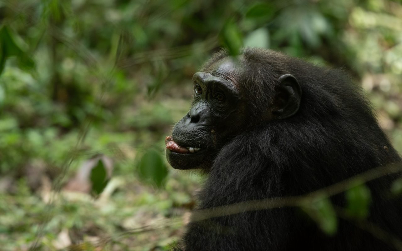 Nyungwe Forest National Park