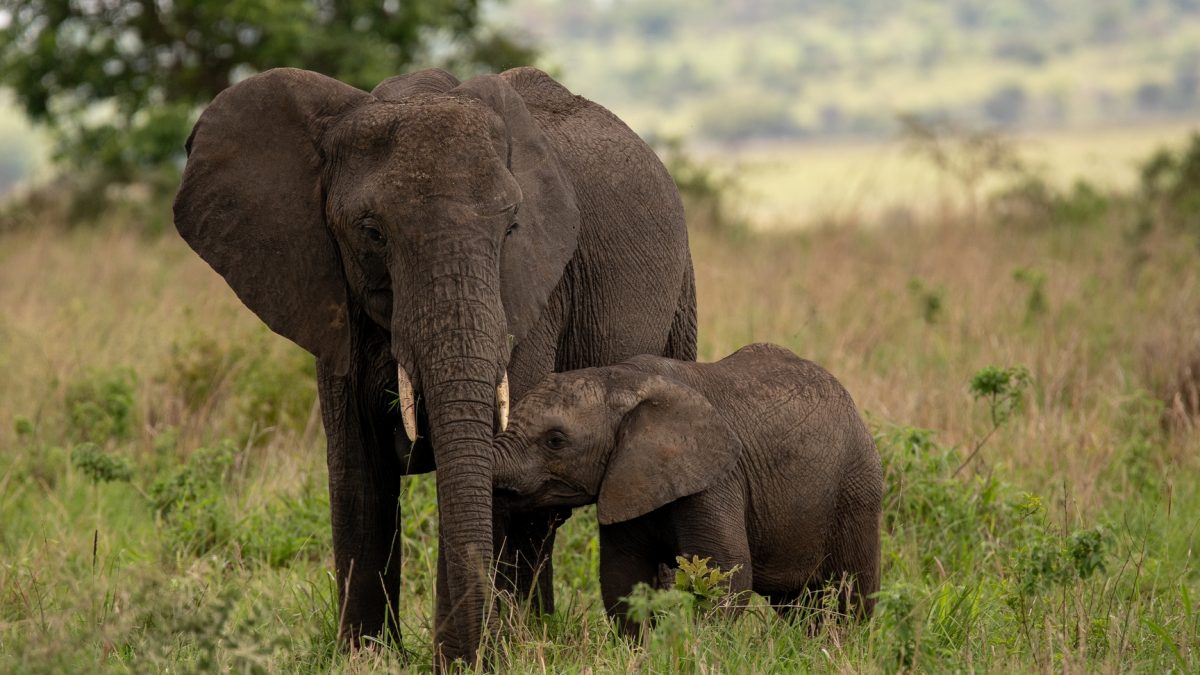 Uganda Tours