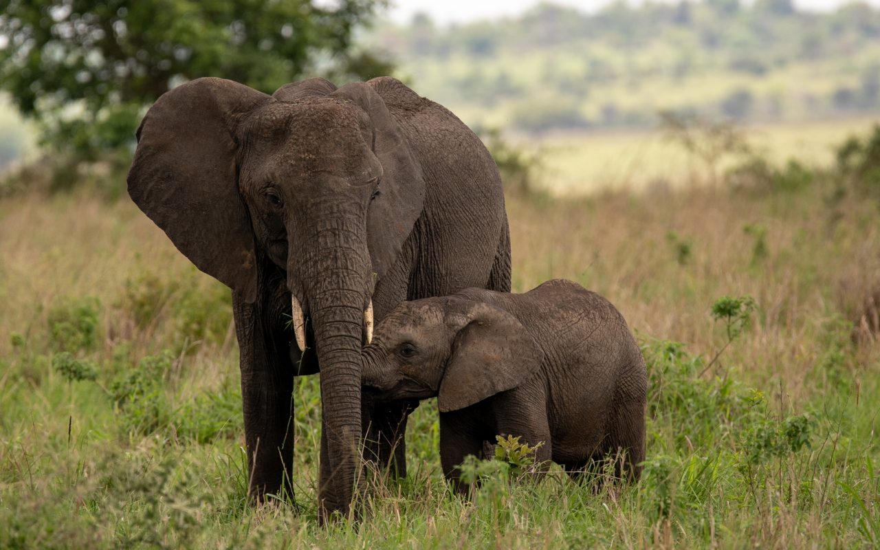 Queen Elizabeth National Park