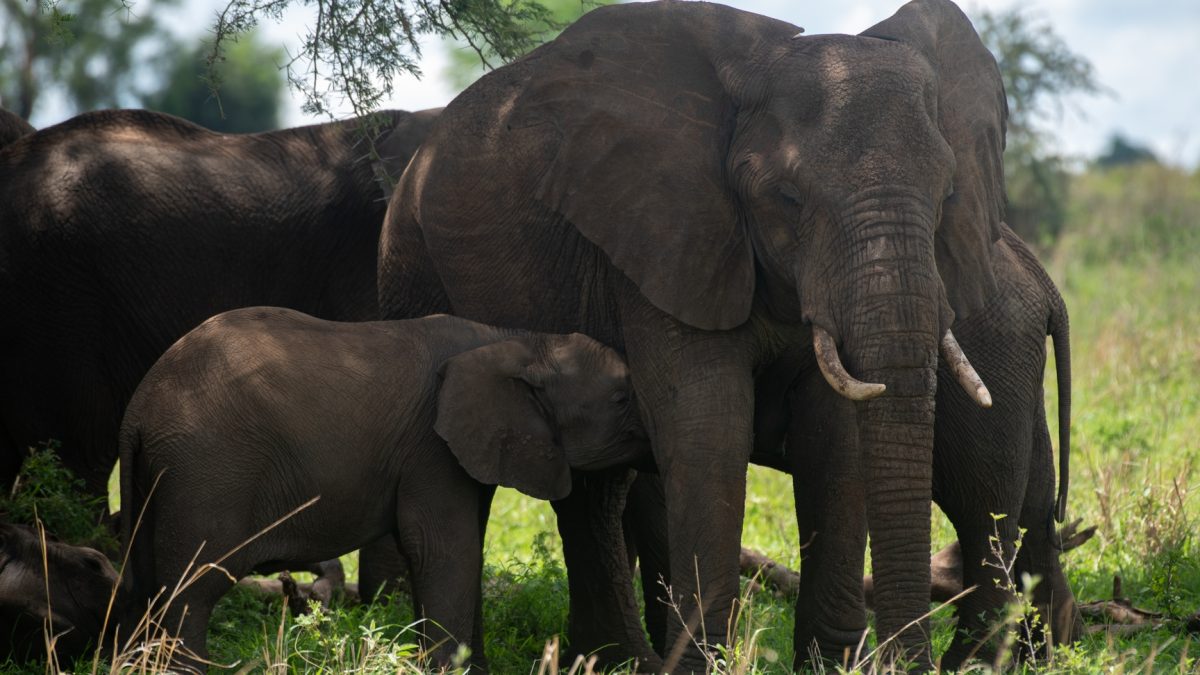 Africa Adventure Tours