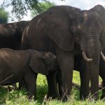 Africa Adventure Tours