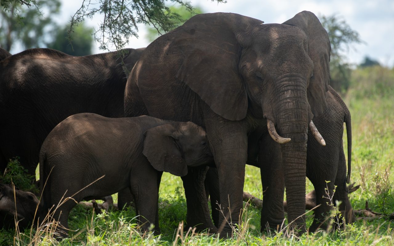 Murchison Falls National Park 