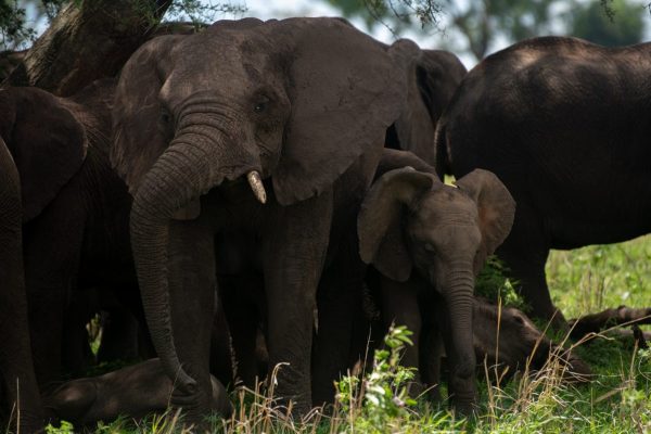 11 Days Kenya Uganda Rwanda Safari