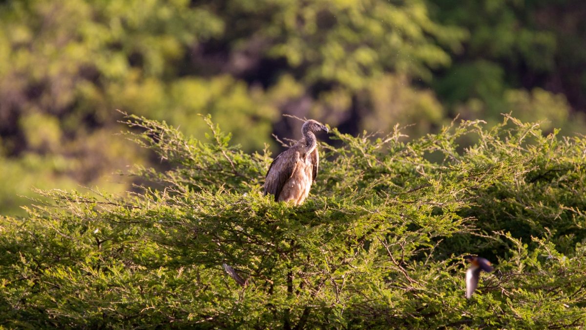 Parks to Visit on Rwanda Safaris