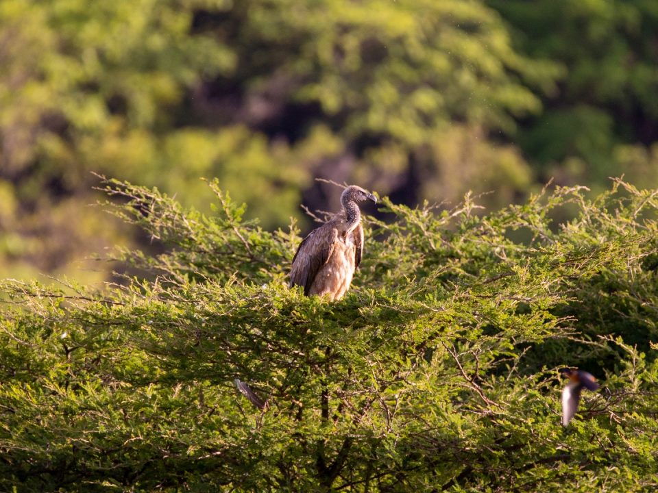 Parks to Visit on Rwanda Safaris