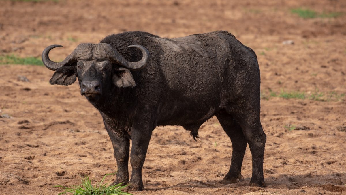 Africa’s Wild Frontier