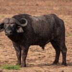 Africa’s Wild Frontier