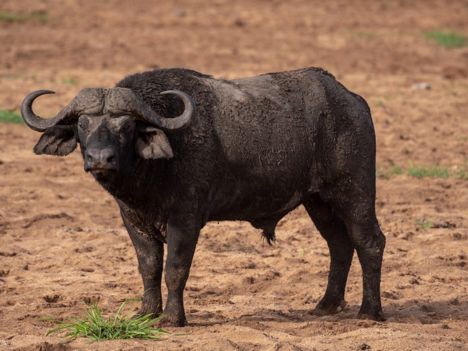 Africa’s Wild Frontier