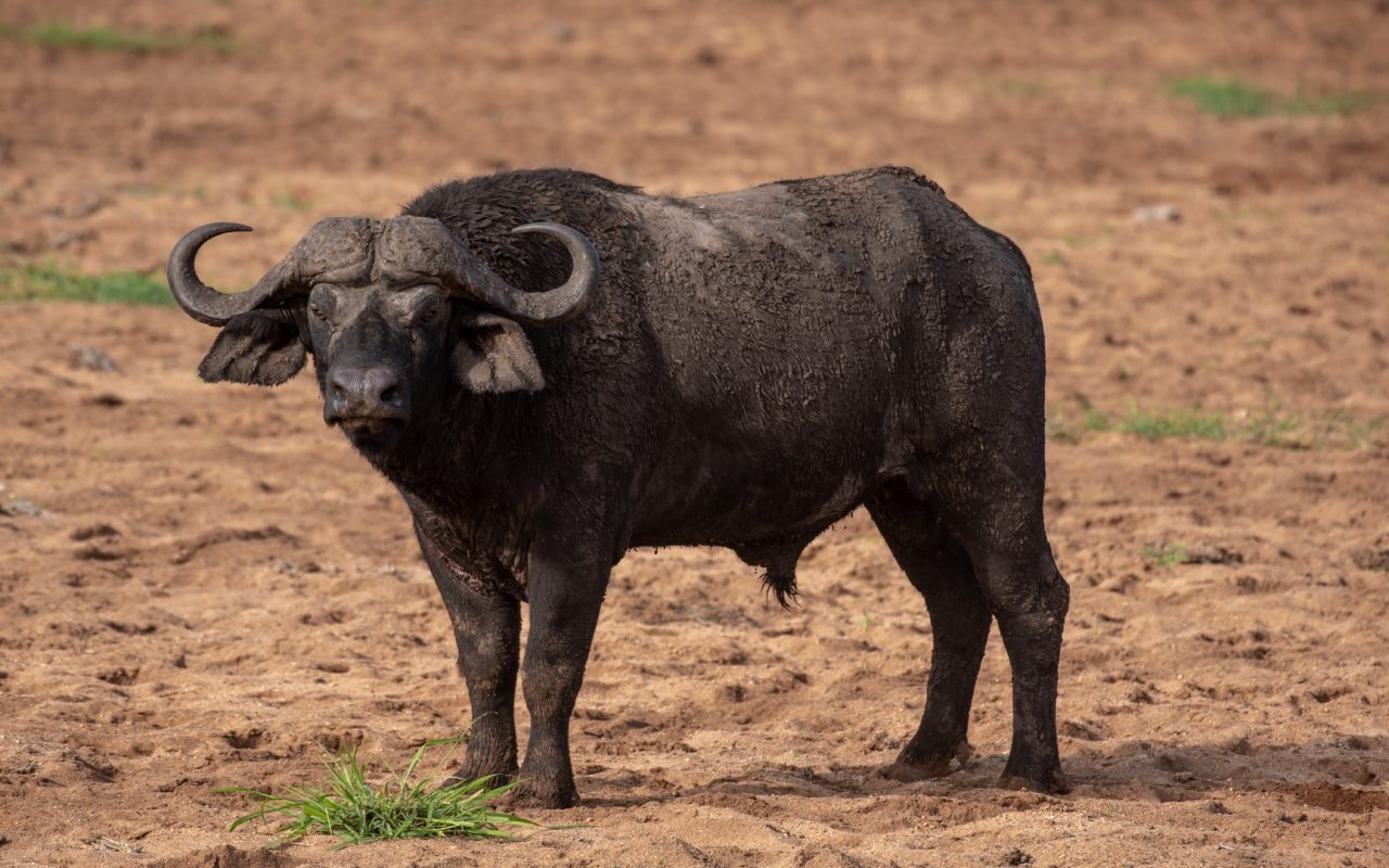 Akagera National Park