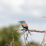 Uganda Birding Tours