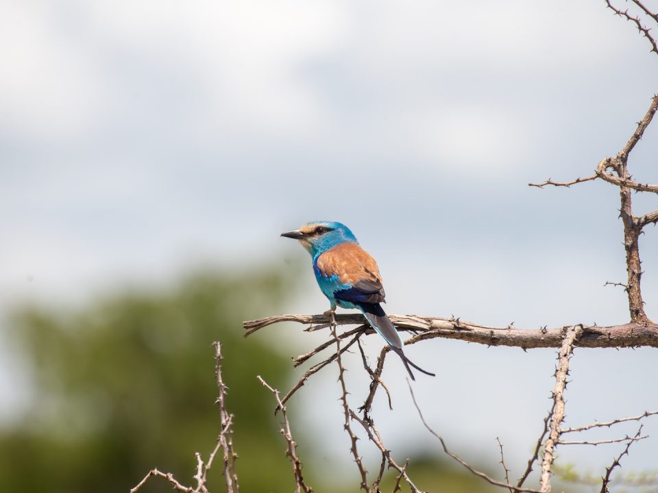 Uganda Birding Tours