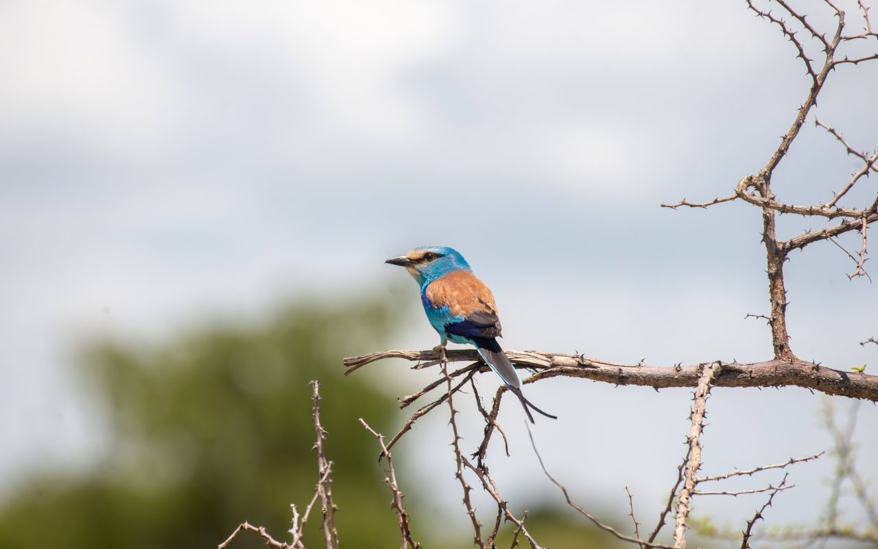 Uganda Birding Tours