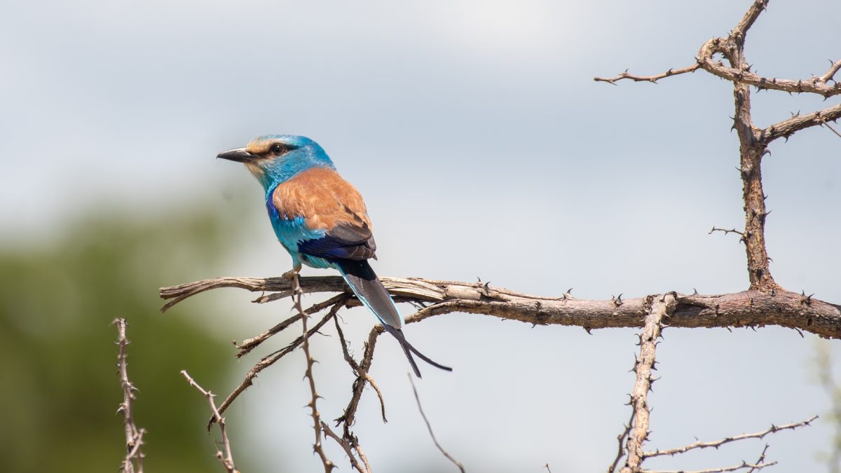 Birding in Nyungwe Forest National Park