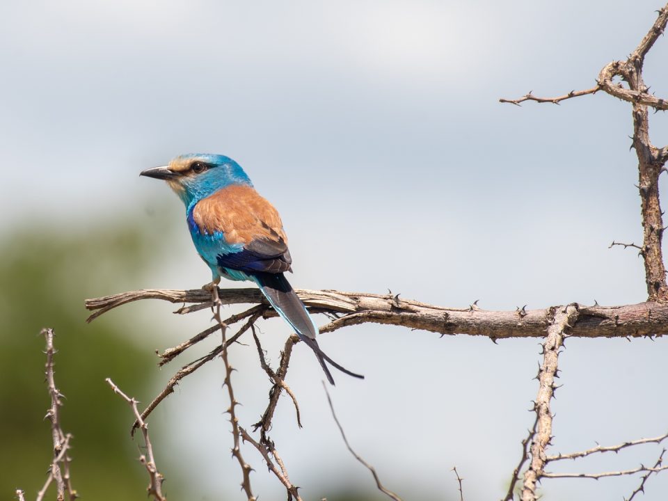 Birding in Nyungwe Forest National Park