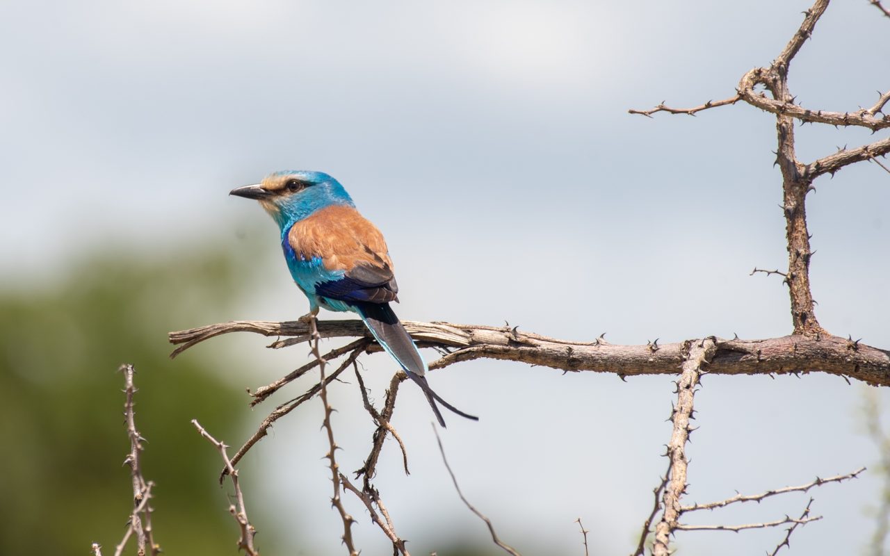 Birding in Nyungwe Forest National Park