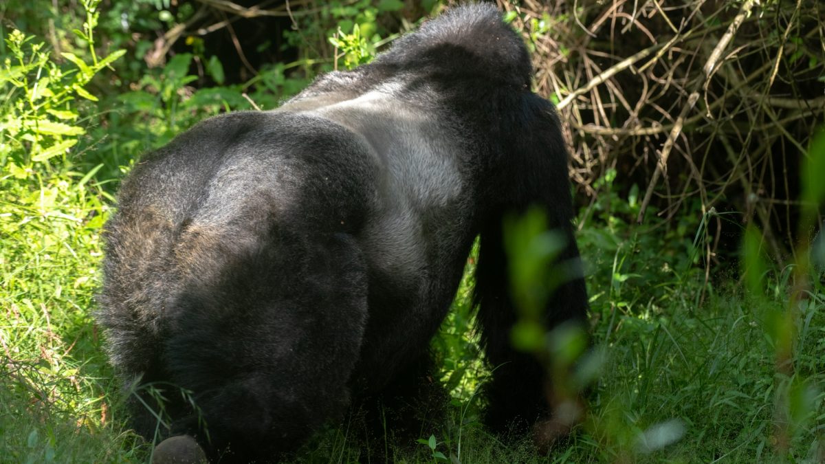 Gorilla Trekking in Uganda from Birmingham