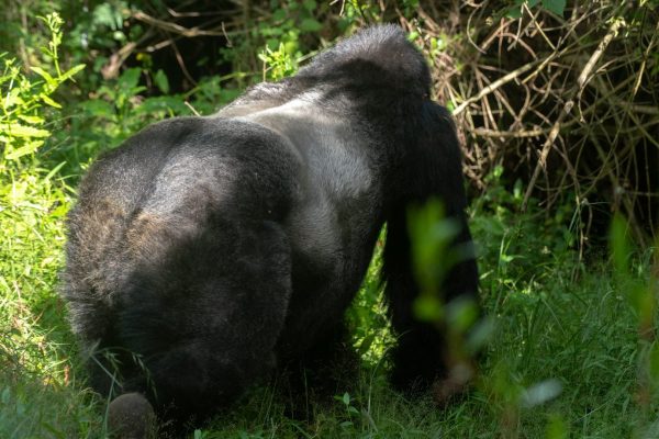 Gorilla Trekking in Uganda from Birmingham