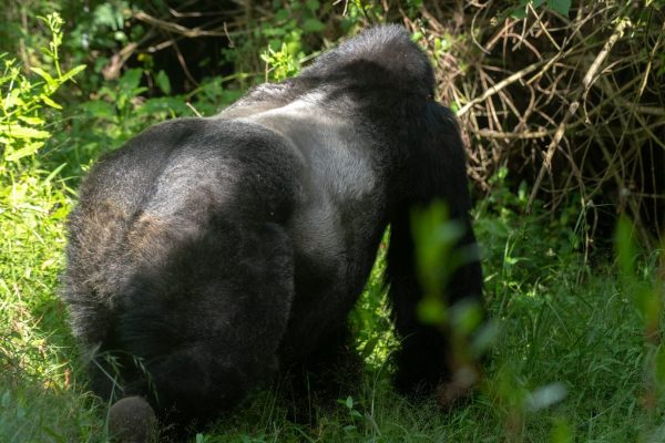 Gorilla Trekking Tours to Africa