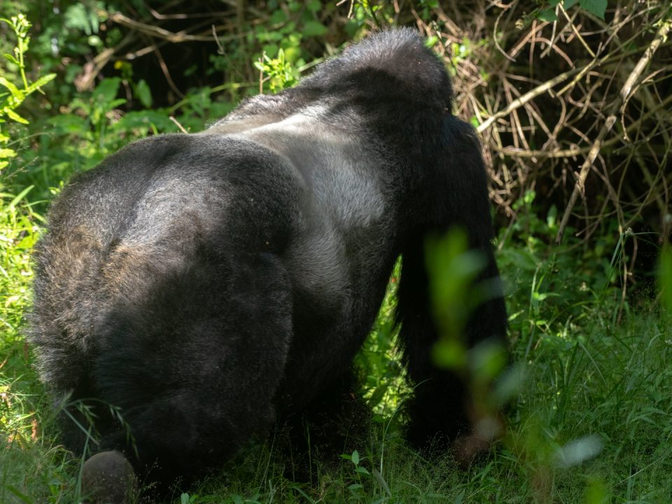 Gorilla Trekking in Uganda from Birmingham