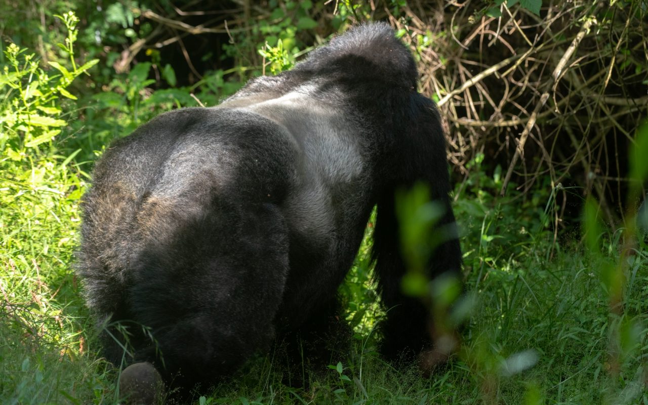 Bwindi Impenetrable forest