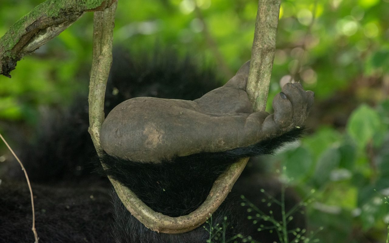 Do Silverback Gorillas Eat Meat