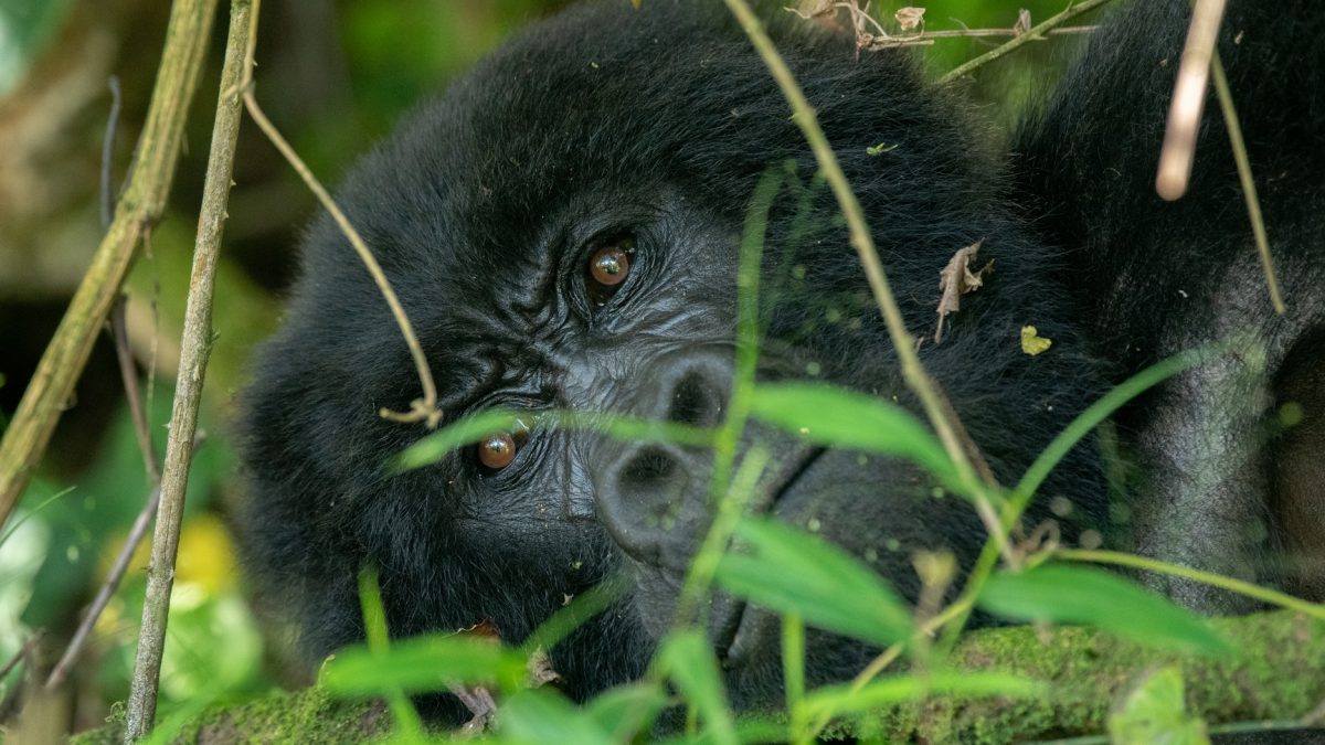 Gorilla Trekking Tours to Africa