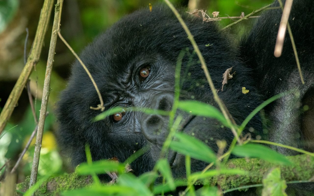 Bwindi Impenetrable forest