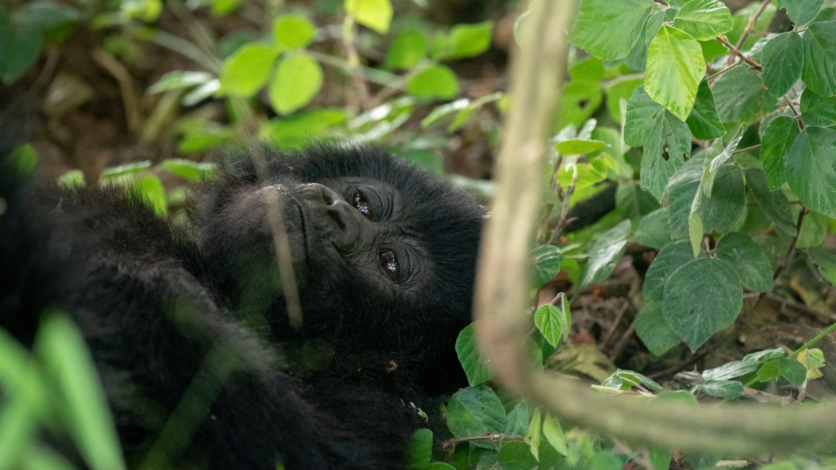 Gorilla Trekking Tours to Africa