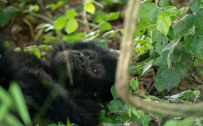 Gorilla Trekking Tours to Africa