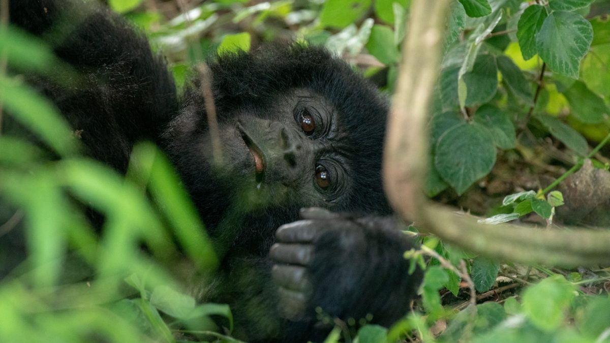 Rwanda Gorilla Trek Safari
