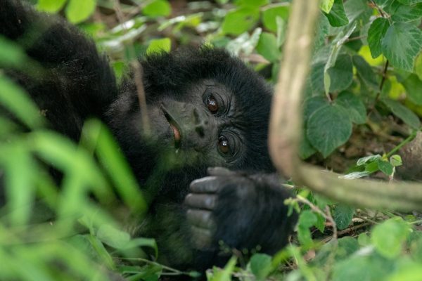 Rwanda Gorilla Trek Safari