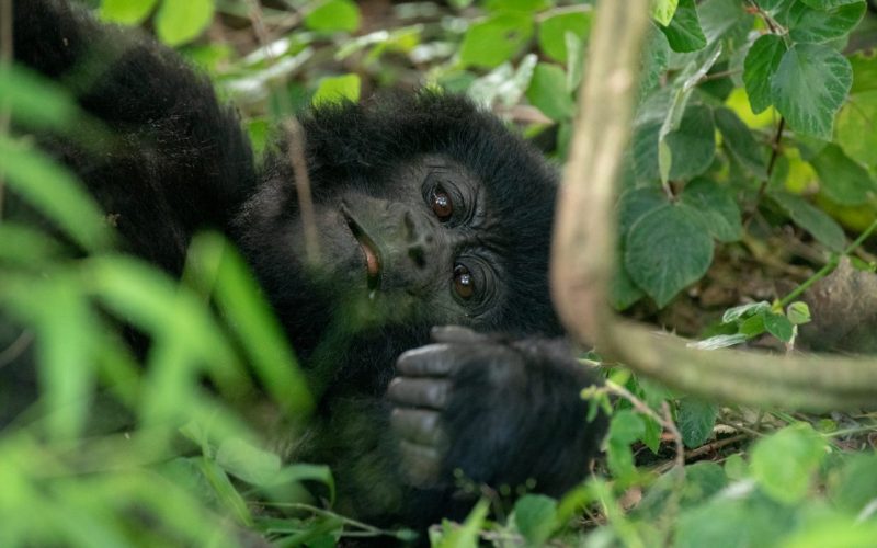 Rwanda Gorilla Trek Safari