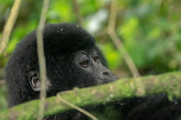 Rwanda Gorilla Trek Safari