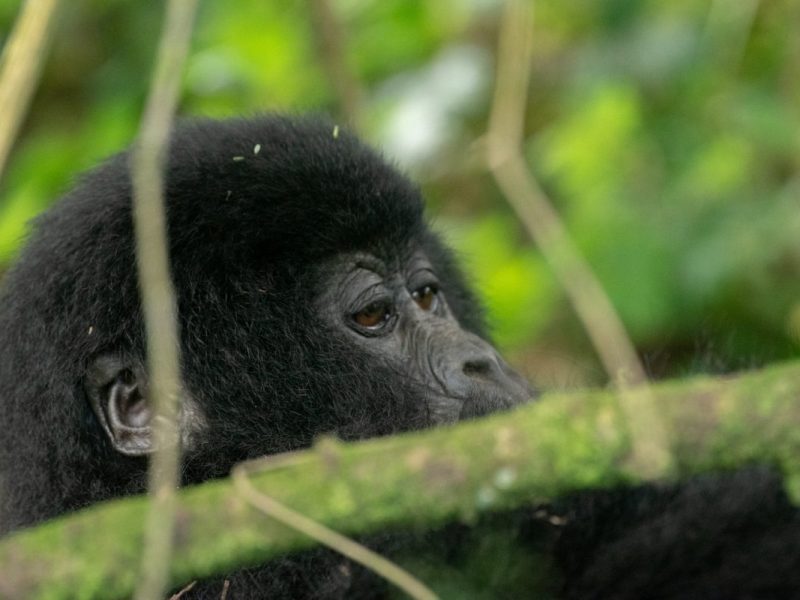 Rwanda Gorilla Trek Safari