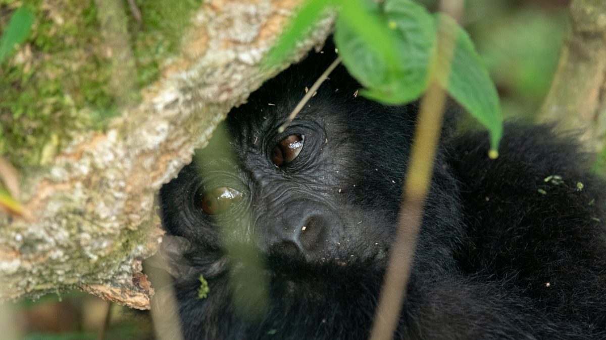 Silverback Gorilla Trekking Tours in Bwindi Uganda