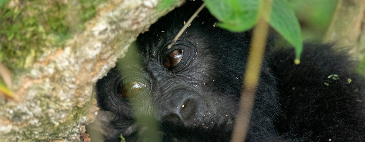 Silverback Gorilla Trekking Tours in Bwindi Uganda