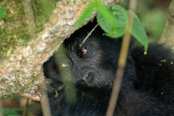 Silverback Gorilla Trekking Tours in Bwindi Uganda