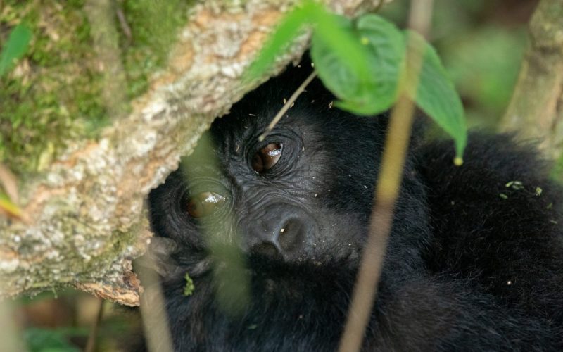 Silverback Gorilla Trekking Tours in Bwindi Uganda